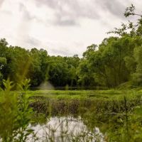 268 - Acres for Sale Claiborne County MS images 2