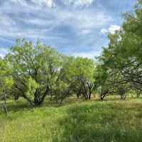 New Listing 29.3 Acres Tract 17 Shackelford County images 2