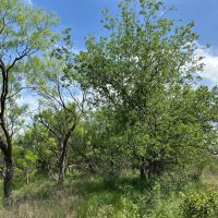 New Listing 29.3 Acres Tract 17 Shackelford County images 3