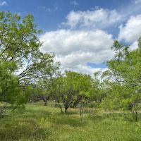 New Listing 29.3 Acres Tract 17 Shackelford County images 5