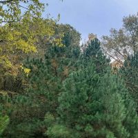 1160 CR 4405 Annona images 4