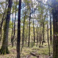 Turnkey 109 Acres for Sale in Clinton LA