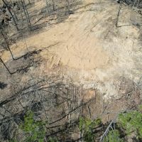 Young Timber Tract 41 images 2