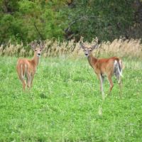 CRAZY P RANCH images 5