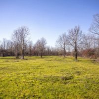 300 acres - Tallahatchie Co. MS images 3