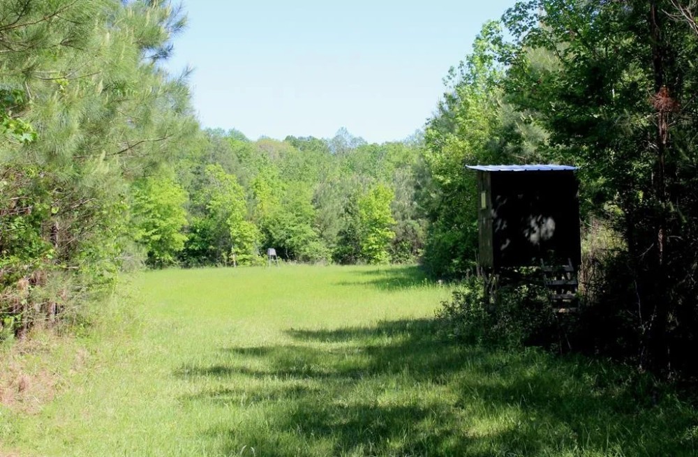 77 Acres for Sale SW Mississippi featured image