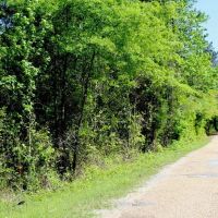 77 Acres for Sale SW Mississippi images 3