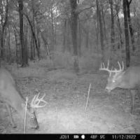 Hunting Land For Sale in East Baton Rouge Parish 178 Acres