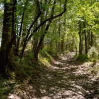 Hunting Land For Sale in East Baton Rouge Parish 178 Acres images 3