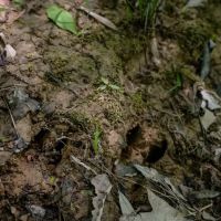 Hunting Land For Sale in East Baton Rouge Parish 178 Acres images 5