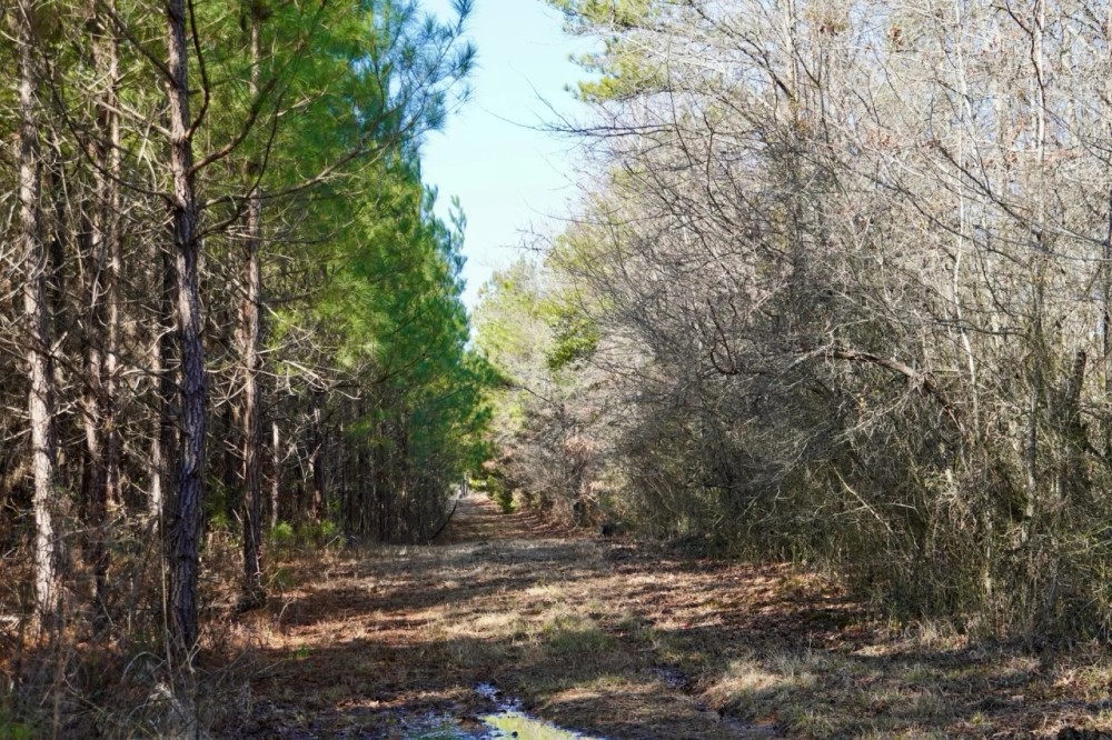265 Acres in Kemper County MS featured image