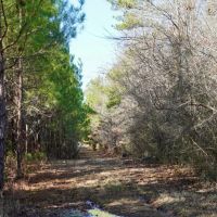 265 Acres in Kemper County MS