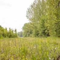 455 Acres for Sale Hunting Land in Claiborne County MS images 5