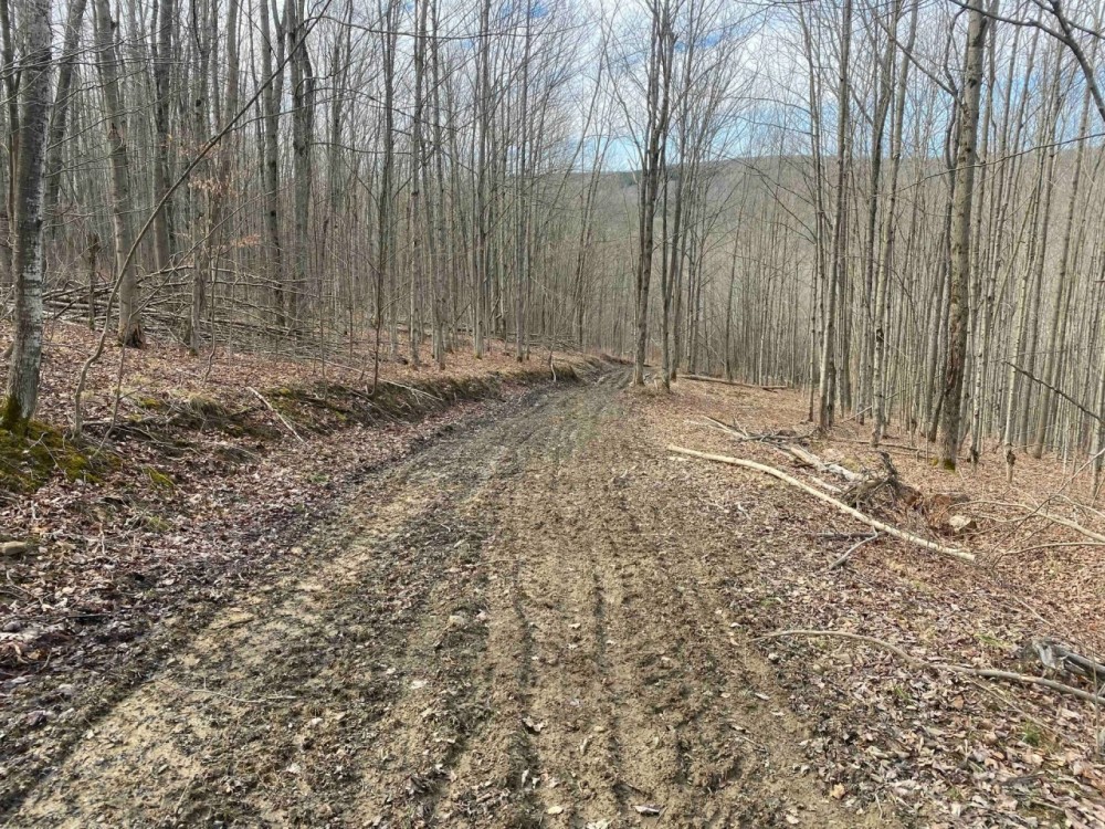 52 acres Hunting Land near State Land in Birdsall NY 3356 Joe McMahon Road featured image