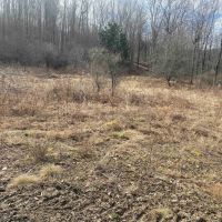 52 acres Hunting Land near State Land in Birdsall NY 3356 Joe McMahon Road images 4