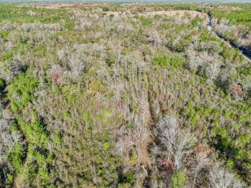 Recreational Hunting Land For Sale in South Amite County MS featured image