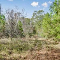 Recreational Hunting Land For Sale in South Amite County MS images 2
