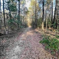 40 Acres Land for Sale Quitman LA images 3