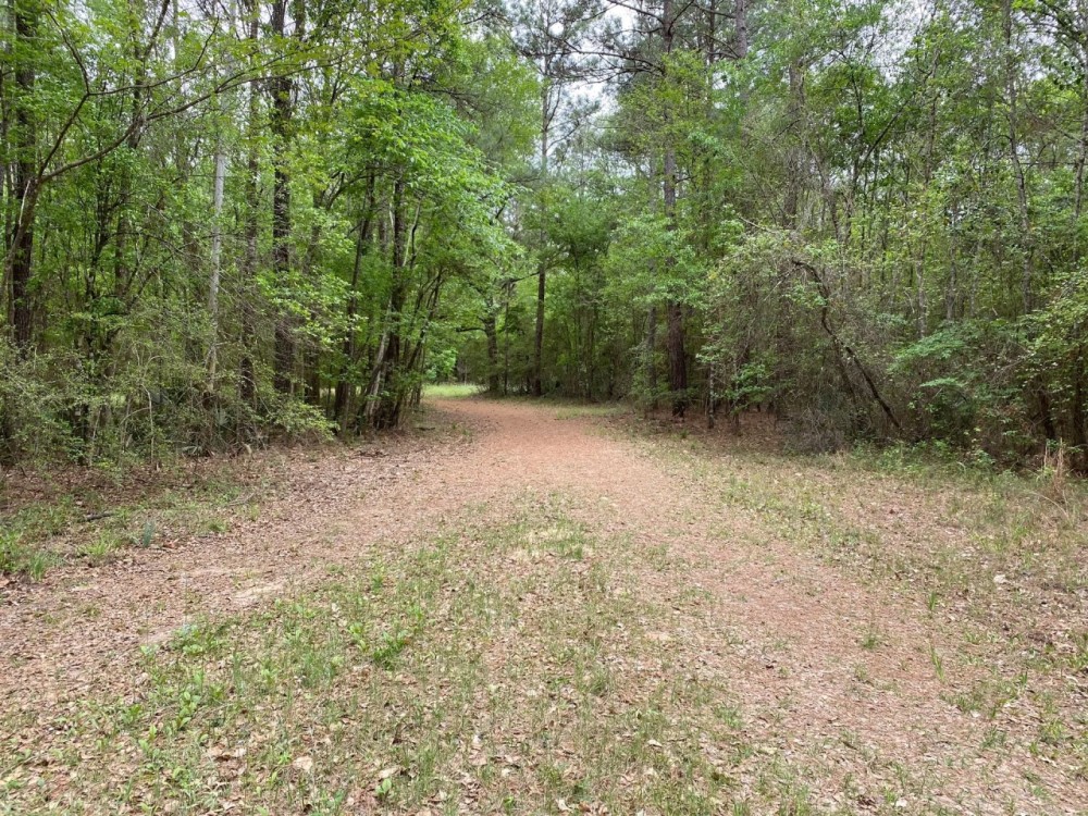 The Forest in Montgomery in Magnolia ISD featured image