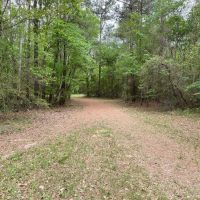 The Forest in Montgomery in Magnolia ISD