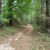 The Forest in Montgomery in Magnolia ISD images 2