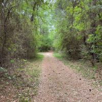 The Forest in Montgomery in Magnolia ISD images 3