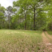 The Forest in Montgomery in Magnolia ISD images 5