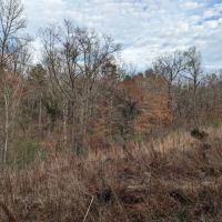Autauga County Rd 40 Acreage images 5