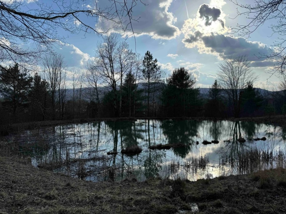 65 acres Hunting and Recreational Property with Mature Timber in Limestone NY 676 Main St. featured image