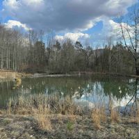 65 acres Hunting and Recreational Property with Mature Timber in Limestone NY 676 Main St. images 4