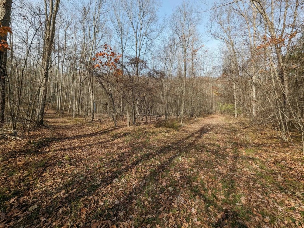 67 acres Hunting Land and Recreational Land in Campbell NY Wolf Run Road featured image