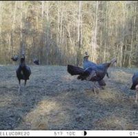 Calera Tract images 4