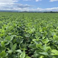 245 - Acres Row Crop Jamestown Batesville AR images 4
