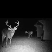Woodson County Whitetail Mecca images 2