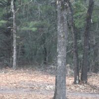 WILDWOOD RANCHES TRACT 2 images 3