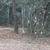 WILDWOOD RANCHES TRACT 2 images 4