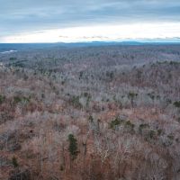 Young Timber Tract 38 images 3