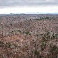 Young Timber Tract 38 images 4