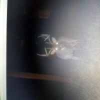 MO - Knox County 115 acres - images 3