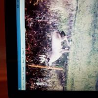 MO - Knox County 115 acres - images 5