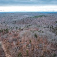Young Timber Tract 36 images 1