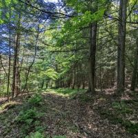 98 acres Timberland and Hunting Land in Addison NY 7620 Lodge Road across from the Canisteo River images 4