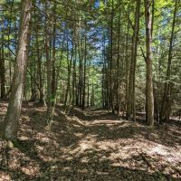 98 acres Timberland and Hunting Land in Addison NY 7620 Lodge Road across from the Canisteo River images 5
