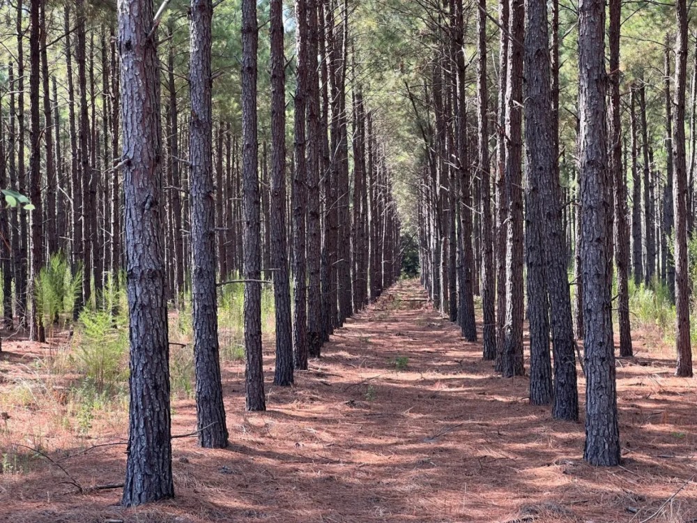 EAST TEXAS LAND FOR SALE SMITH COUNTY WHITEHOUSE LAKE TYLER featured image