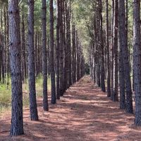 EAST TEXAS LAND FOR SALE SMITH COUNTY WHITEHOUSE LAKE TYLER