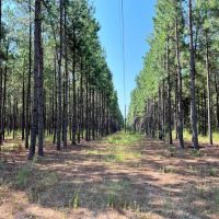 EAST TEXAS LAND FOR SALE SMITH COUNTY WHITEHOUSE LAKE TYLER images 5