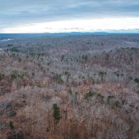 Young Timber Tracts 45 images 3