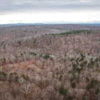 Young Timber Tracts 45 images 4
