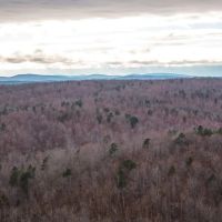 Young Timber Tracts 45 images 5