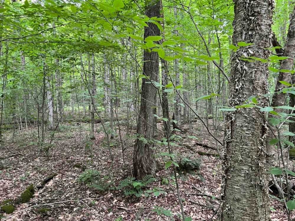 40 acres Wooded Hunting and Recreational Property with Marketable Timber in Taylor NY Hawley Woods Rd. featured image